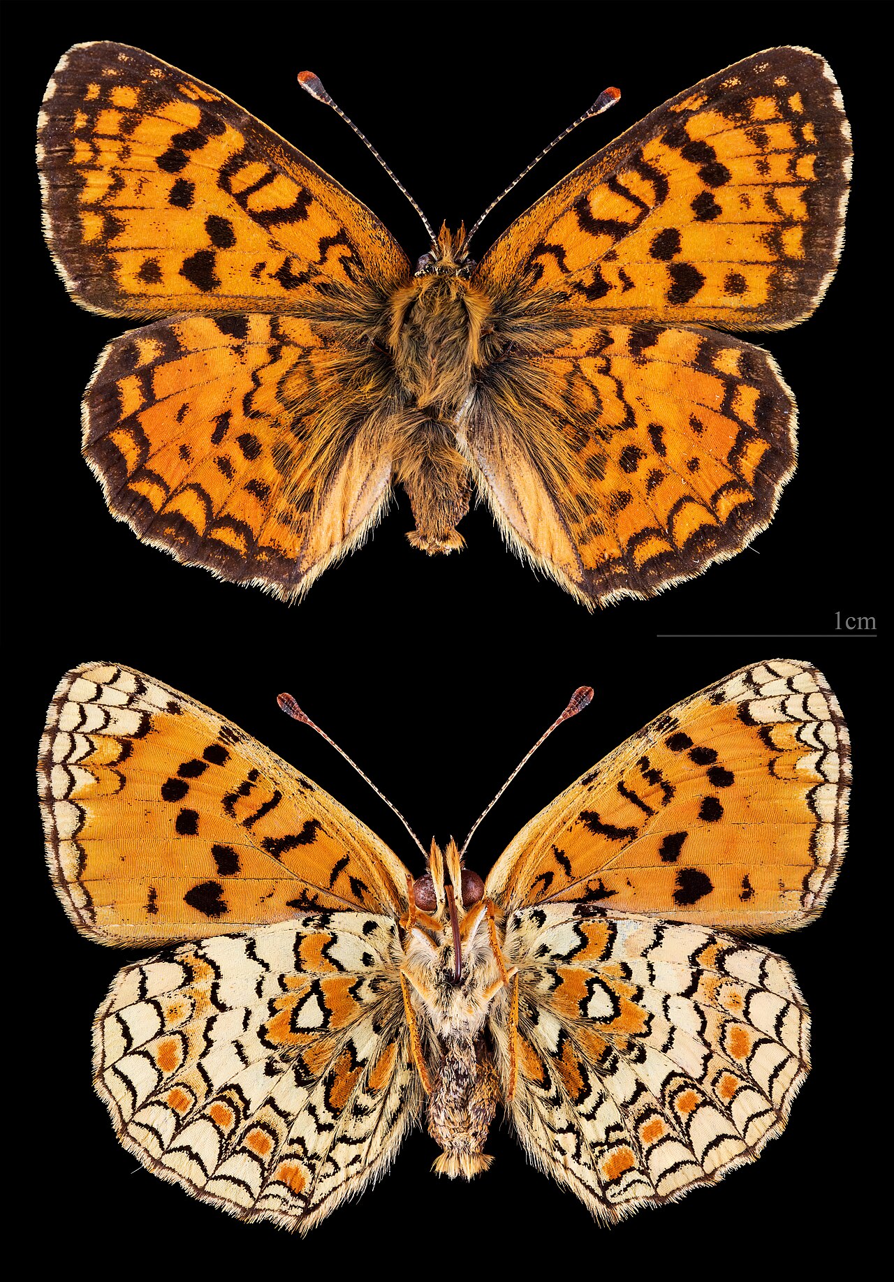 Melitaea aetherie
