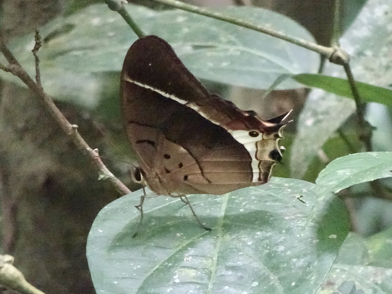 Antirrhea philaretes