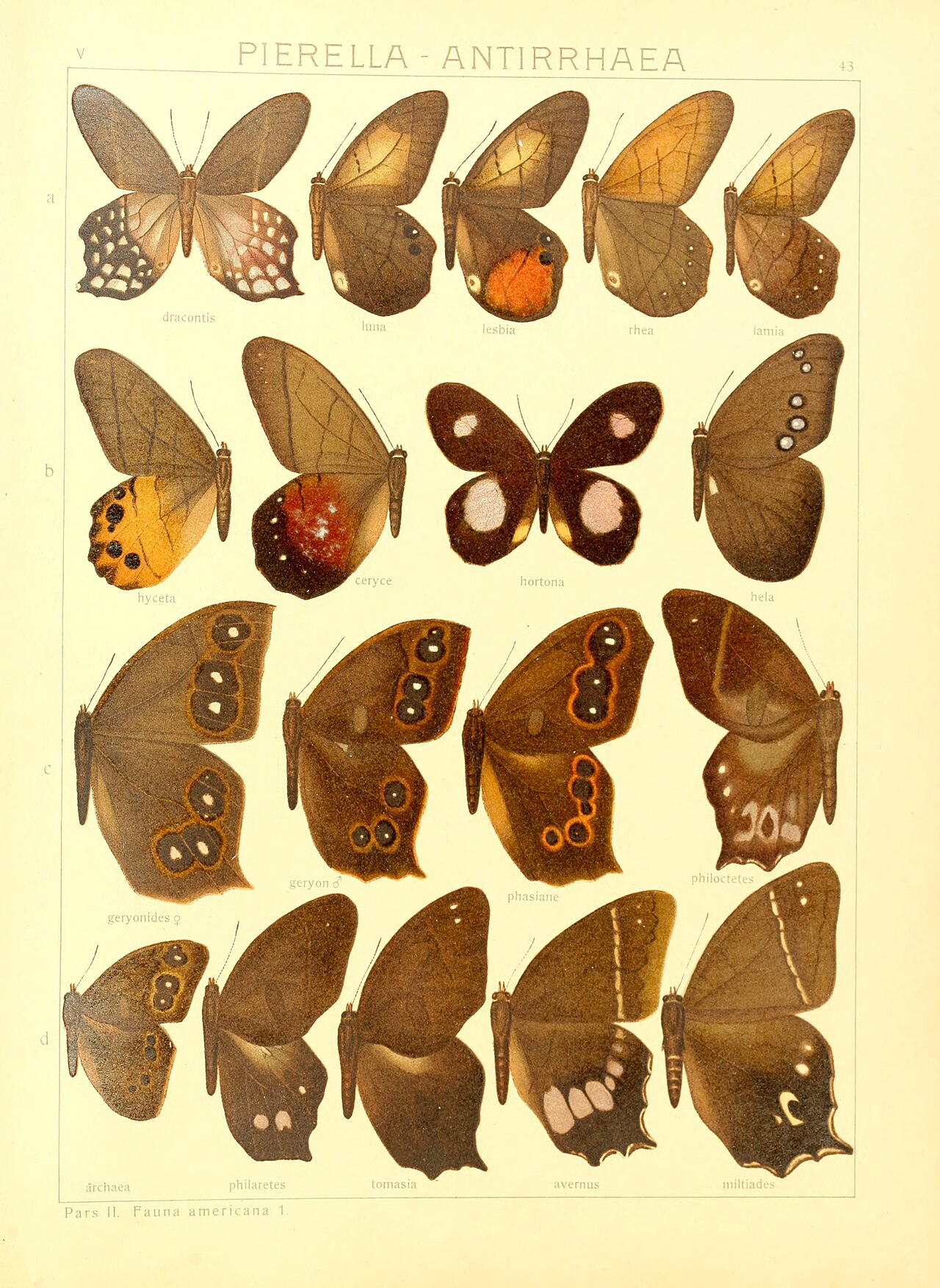 Antirrhea phasiane