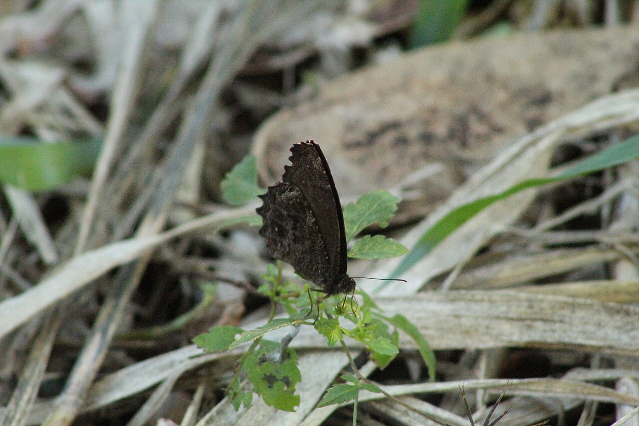 Praepedaliodes phanias