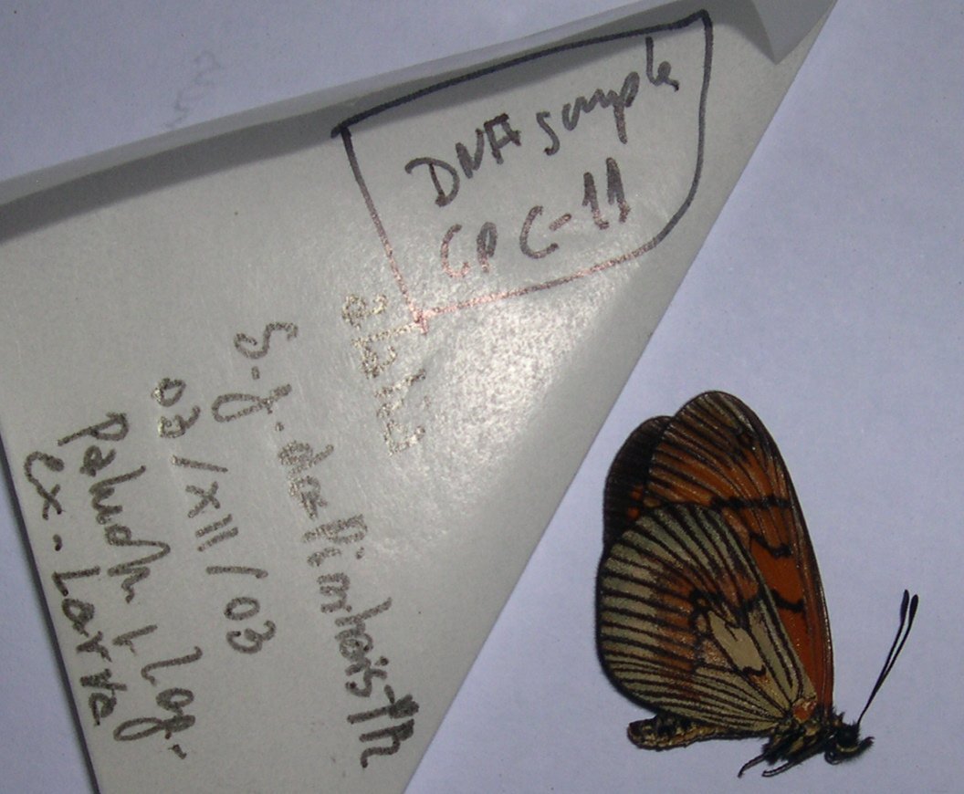 Actinote alalia