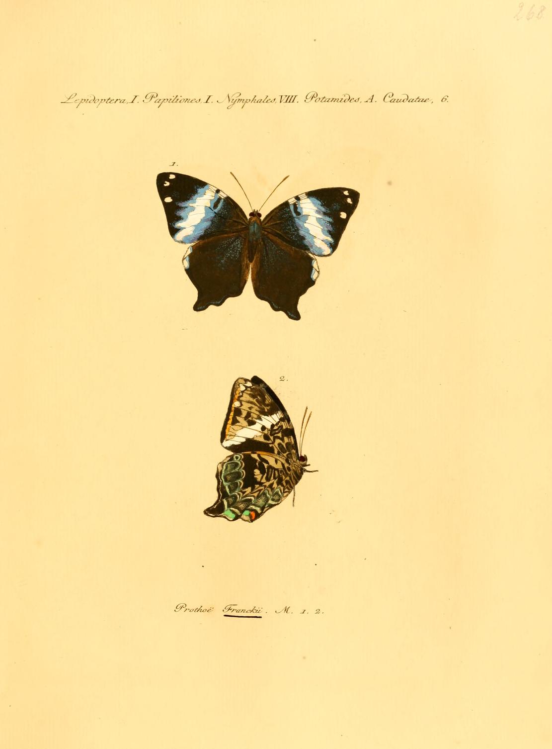 Prothoe franckii