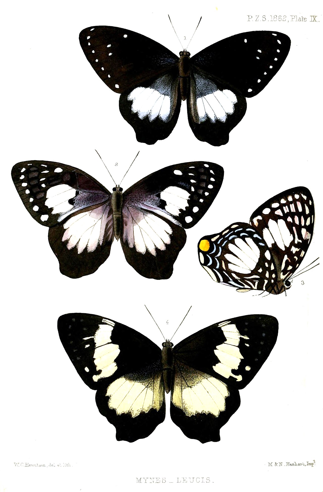 Prothoe australis