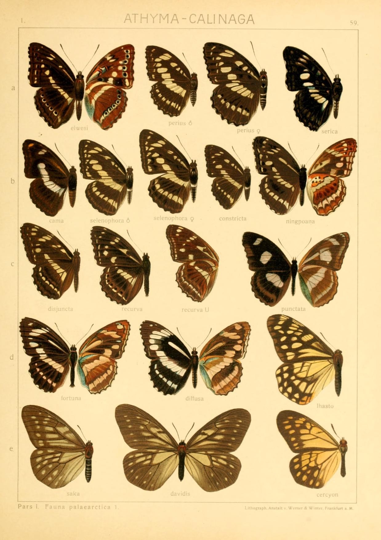 Calinaga cercyon