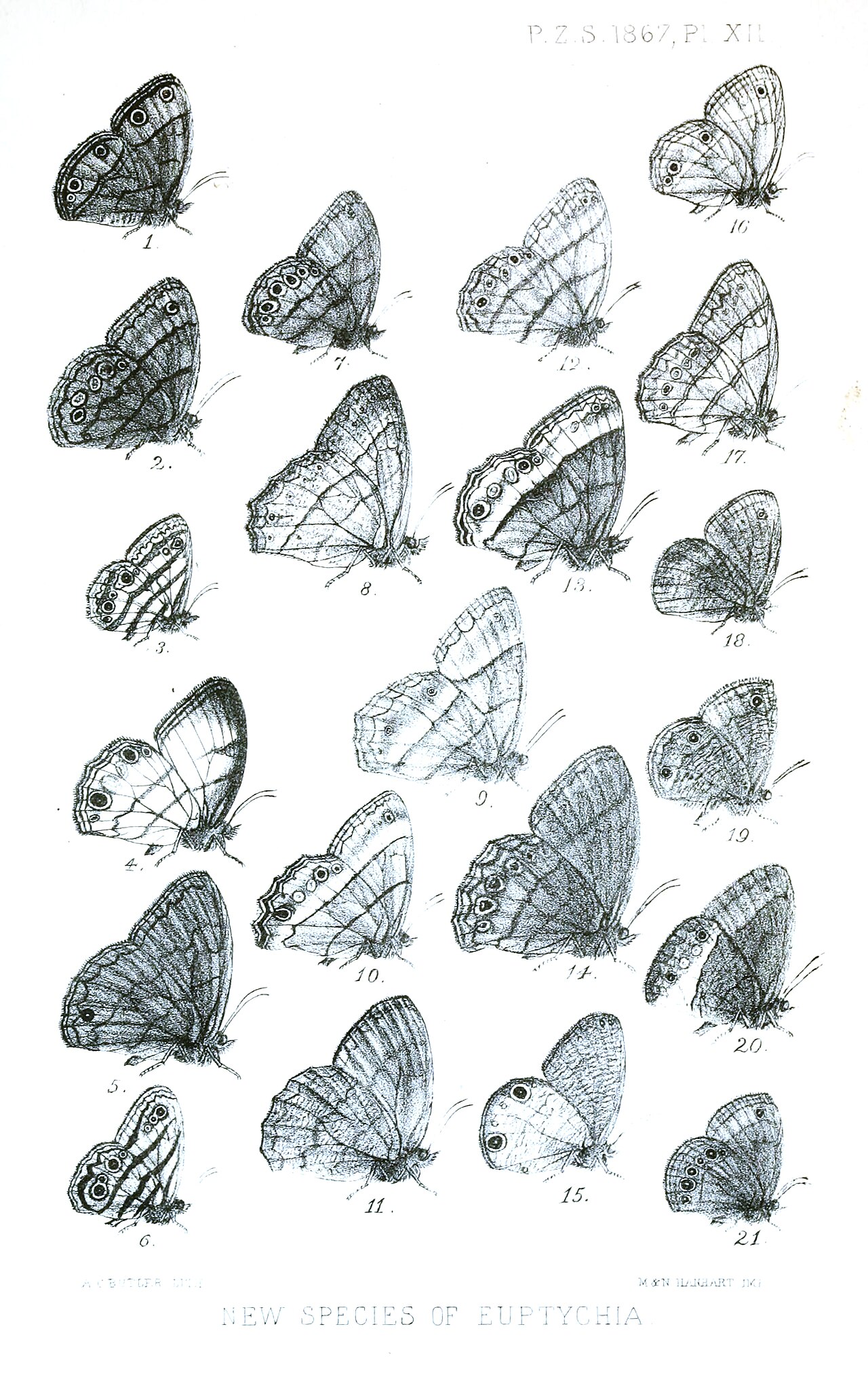 Magneuptychia gera