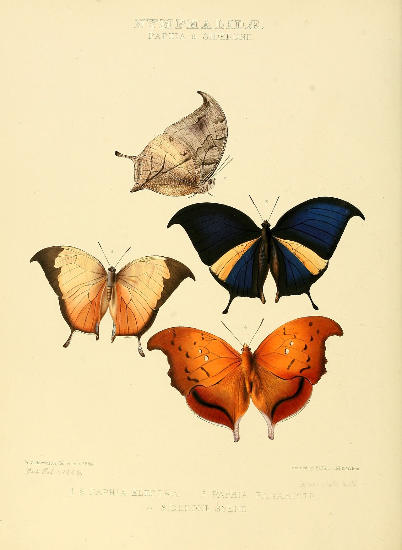 Zaretis syene