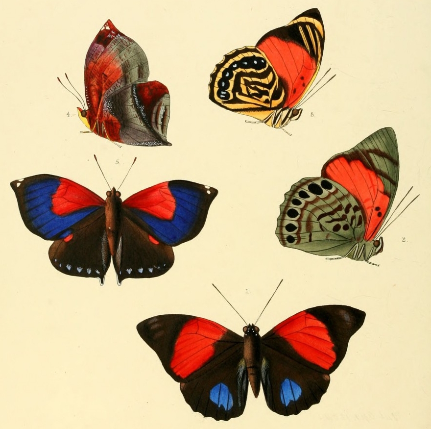 Siderone syntyche
