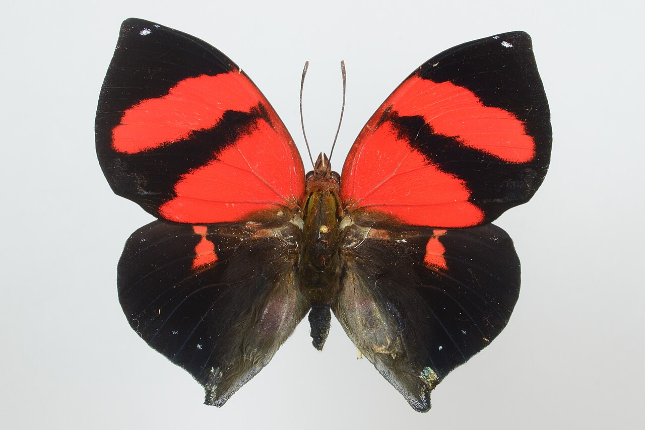 Siderone galanthis