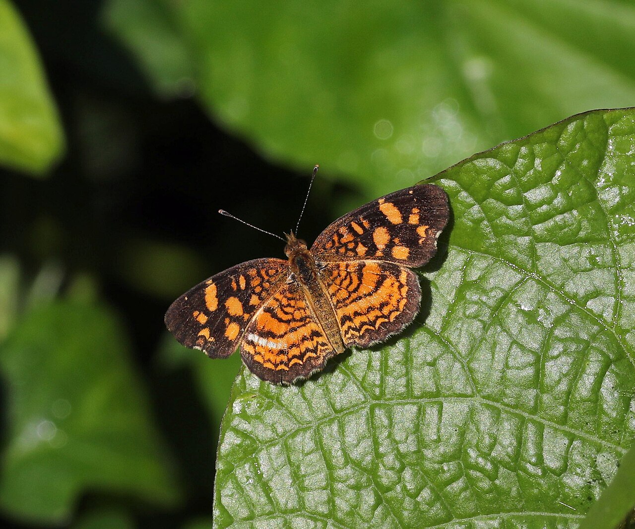 Anthanassa frisia