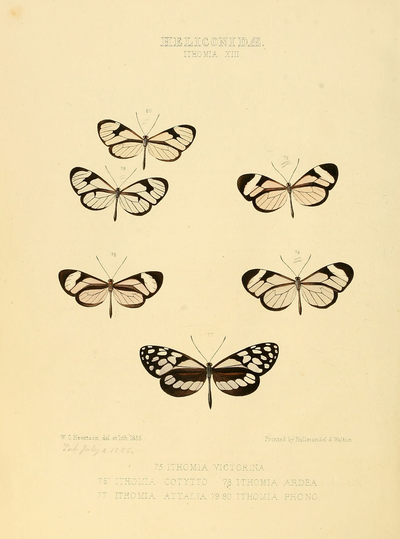Pteronymia cotytto