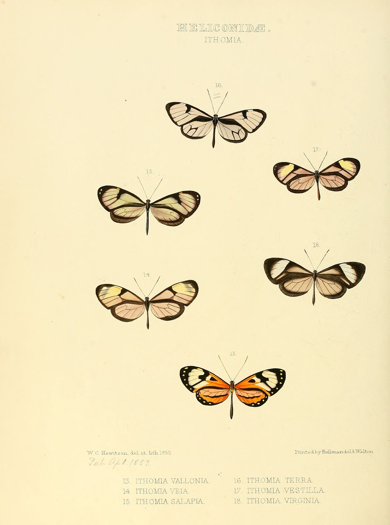Pteronymia vestilla