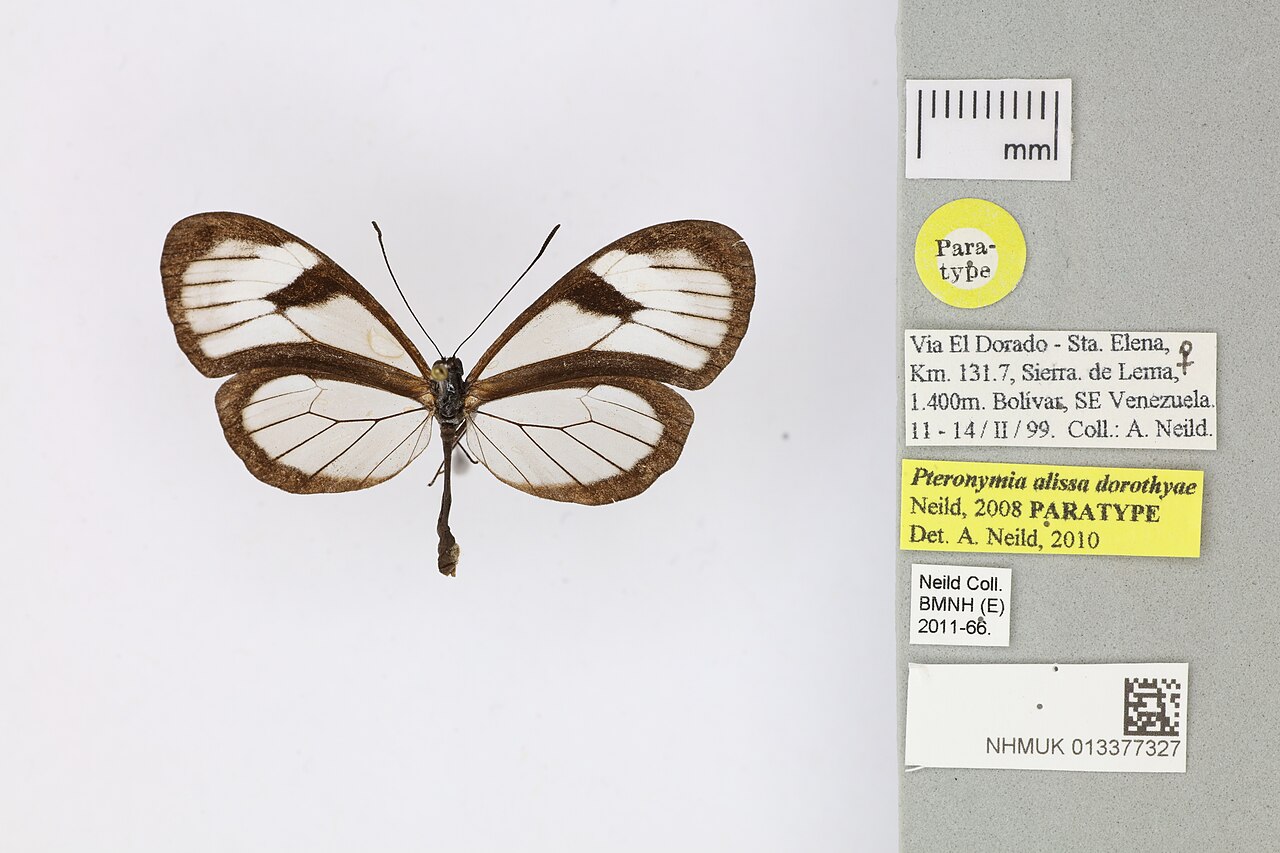 Pteronymia alissa