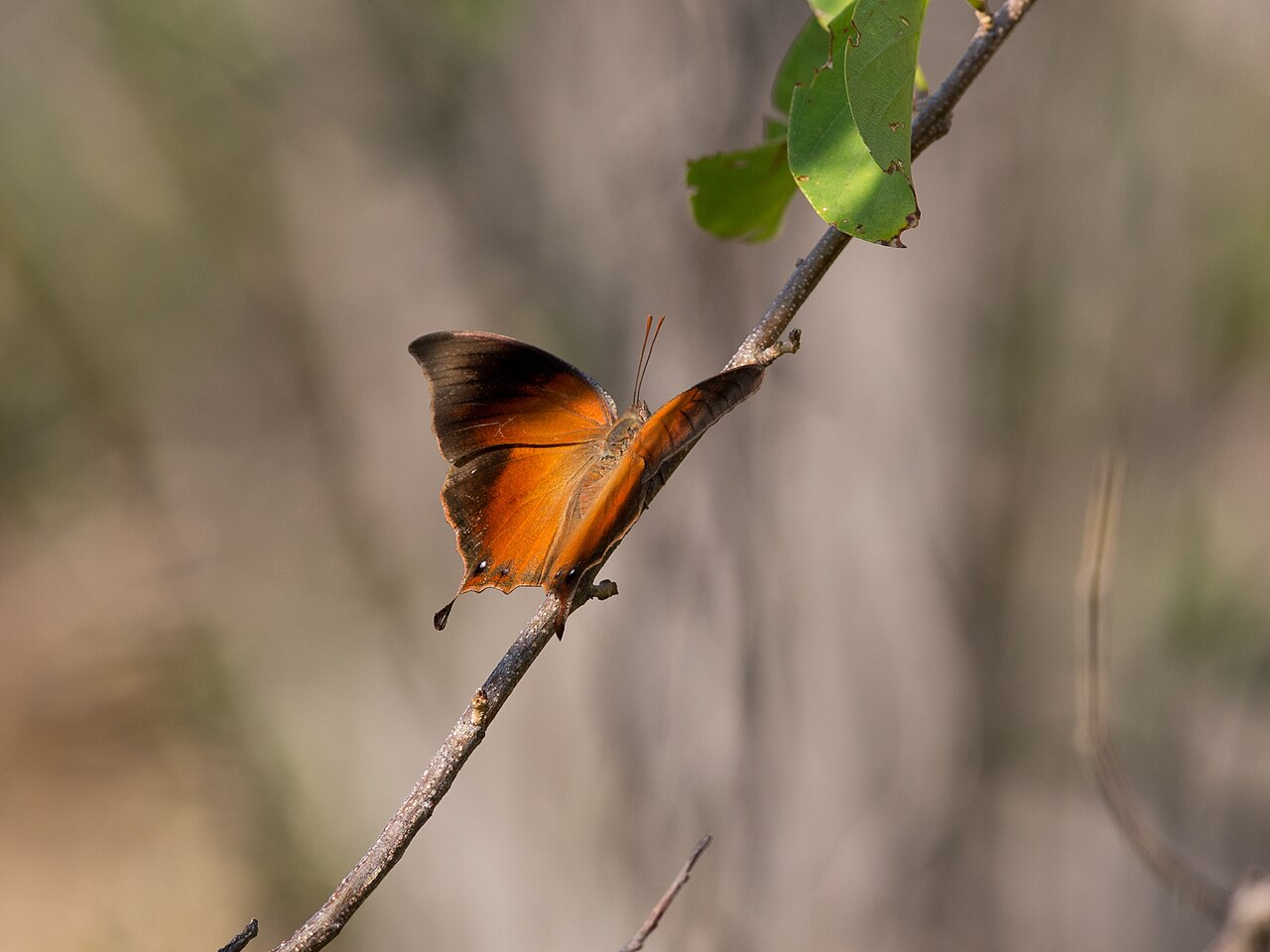 Cymatogramma echemus