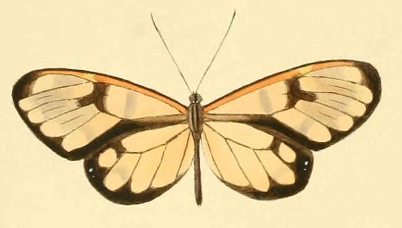 Hypomenitis theudelinda