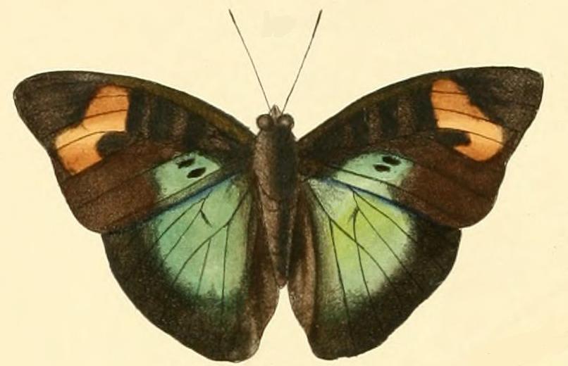 Bebearia cutteri