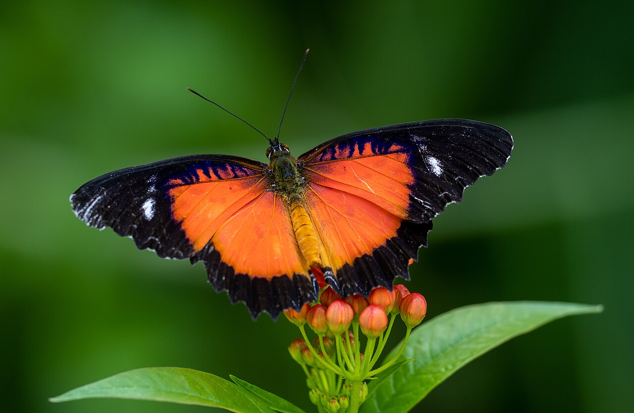 露珠锯蛱蝶（Cethosia luzonica）