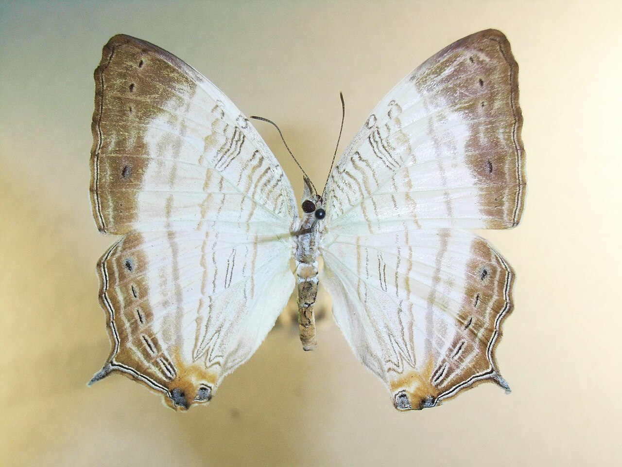 Cyrestis cassander
