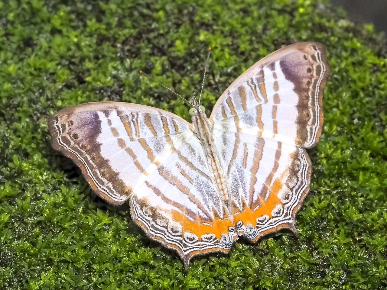 黑缘丝蛱蝶（Cyrestis themire）