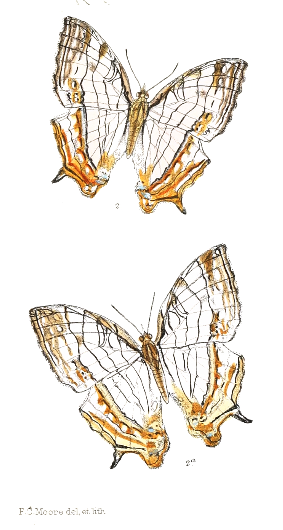 Cyrestis andamanica