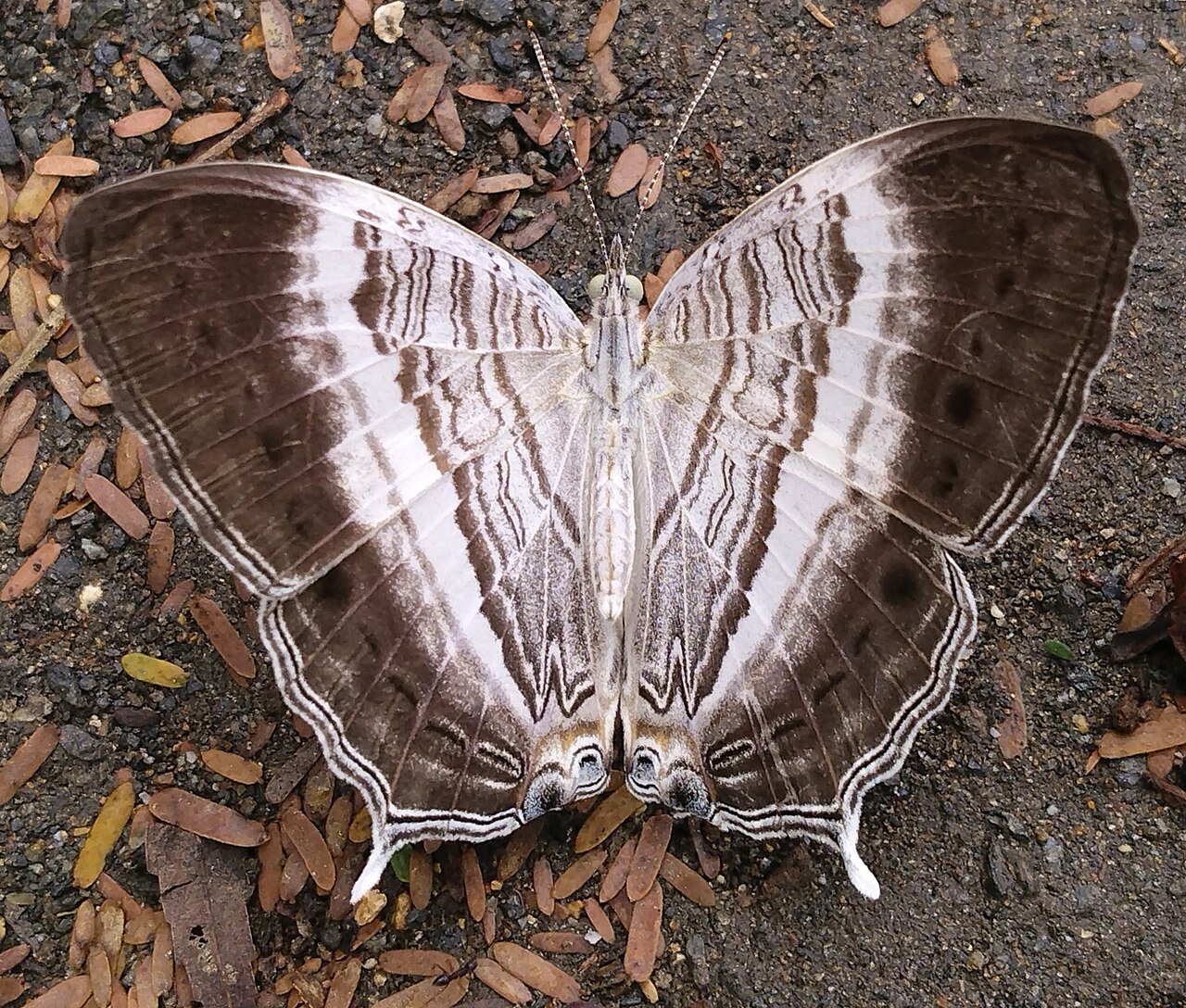 Cyrestis paulinus