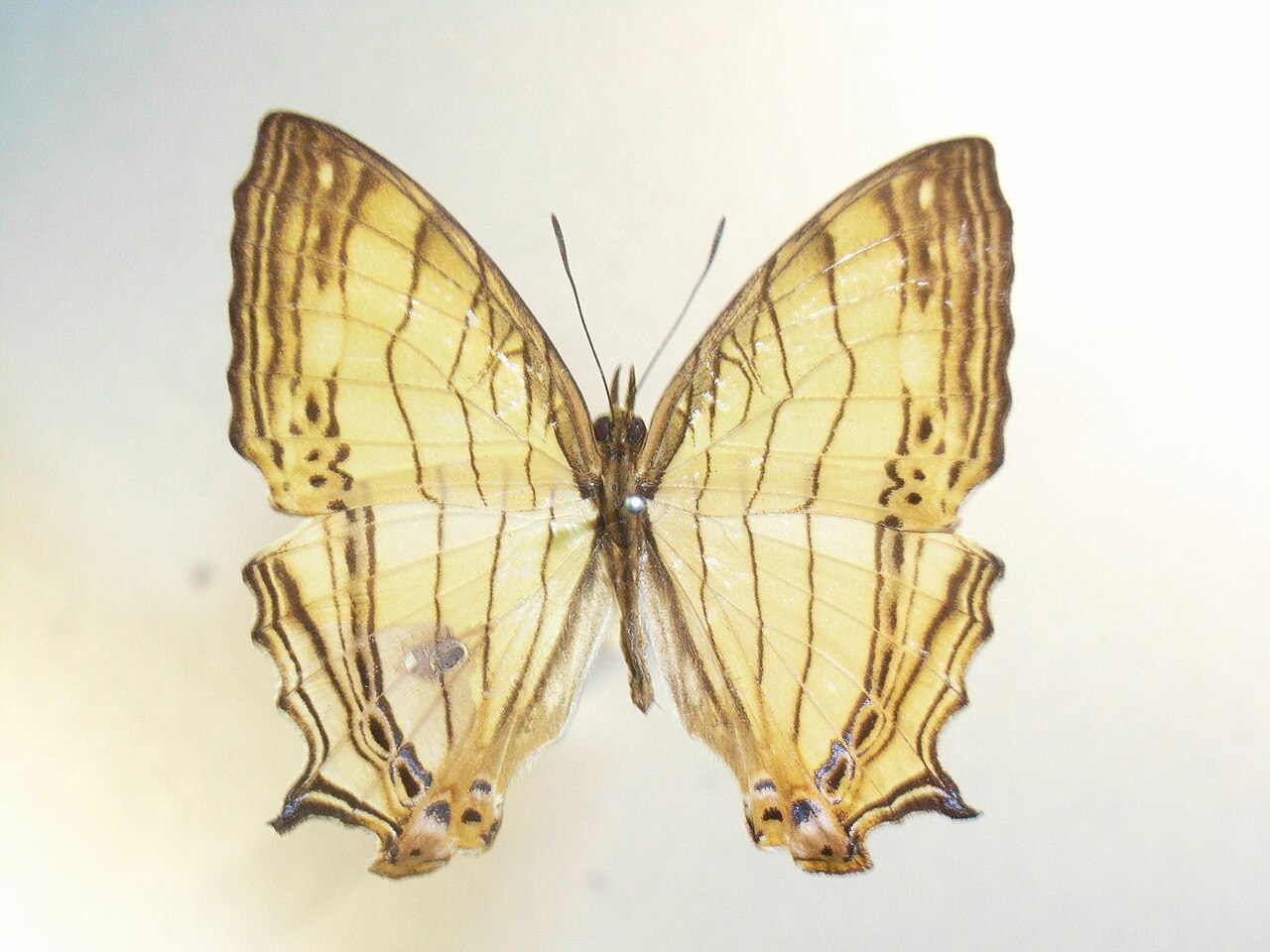 Cyrestis lutea