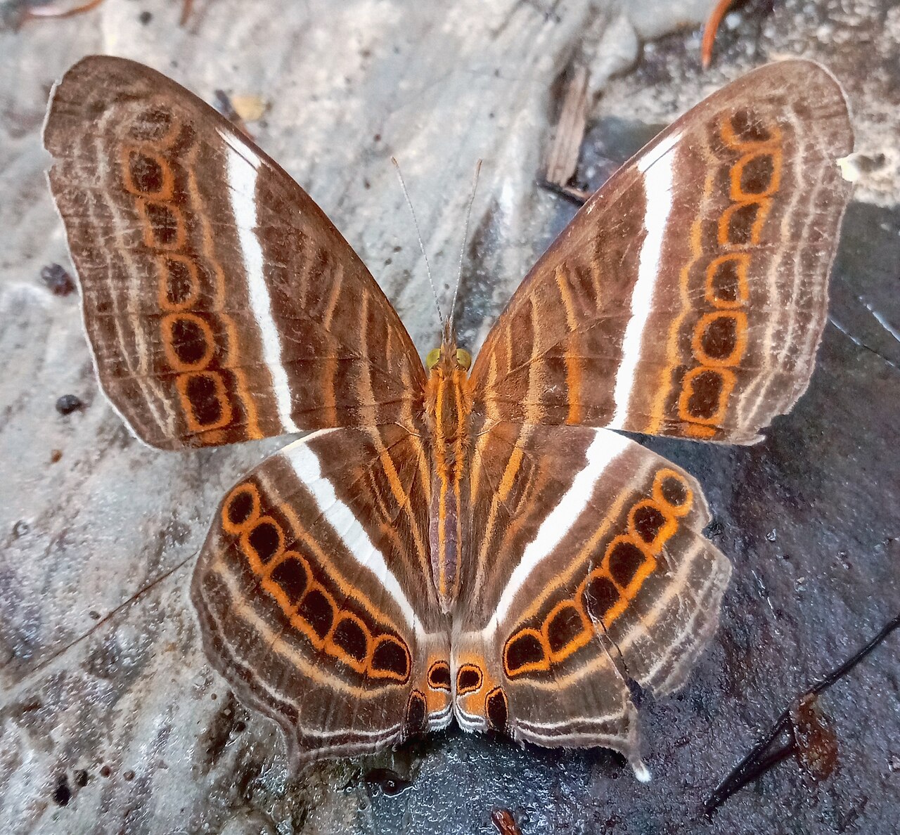 Cyrestis strigata
