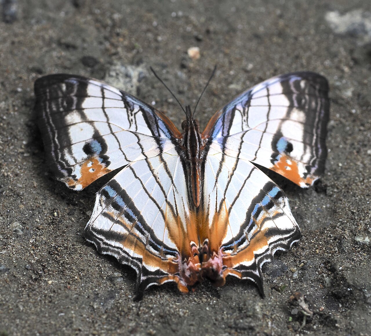 Cyrestis achates