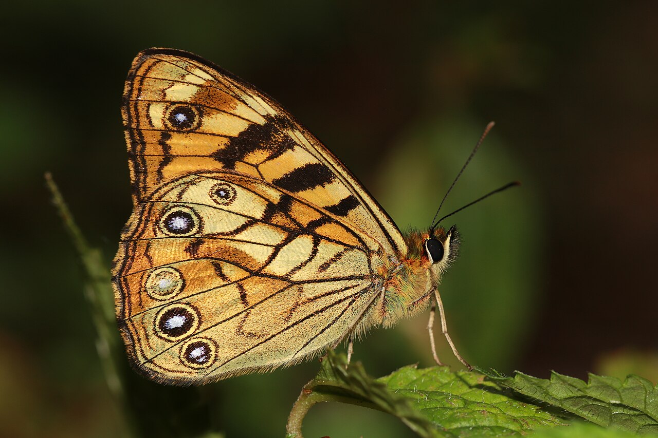 Rhaphicera moorei