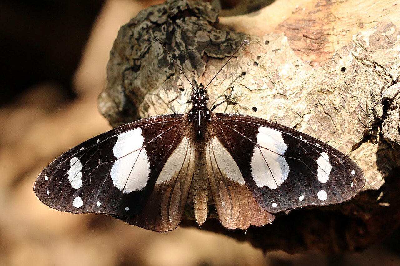 Amauris ochlea