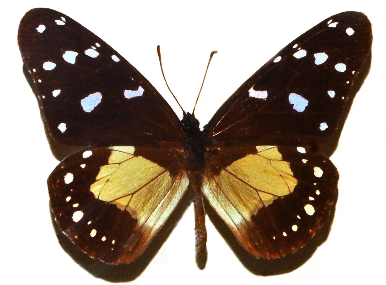 Chief（Amauris echeria）