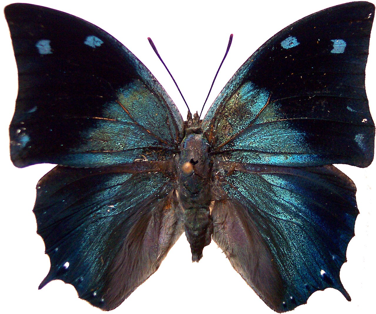 Anaea xenocles