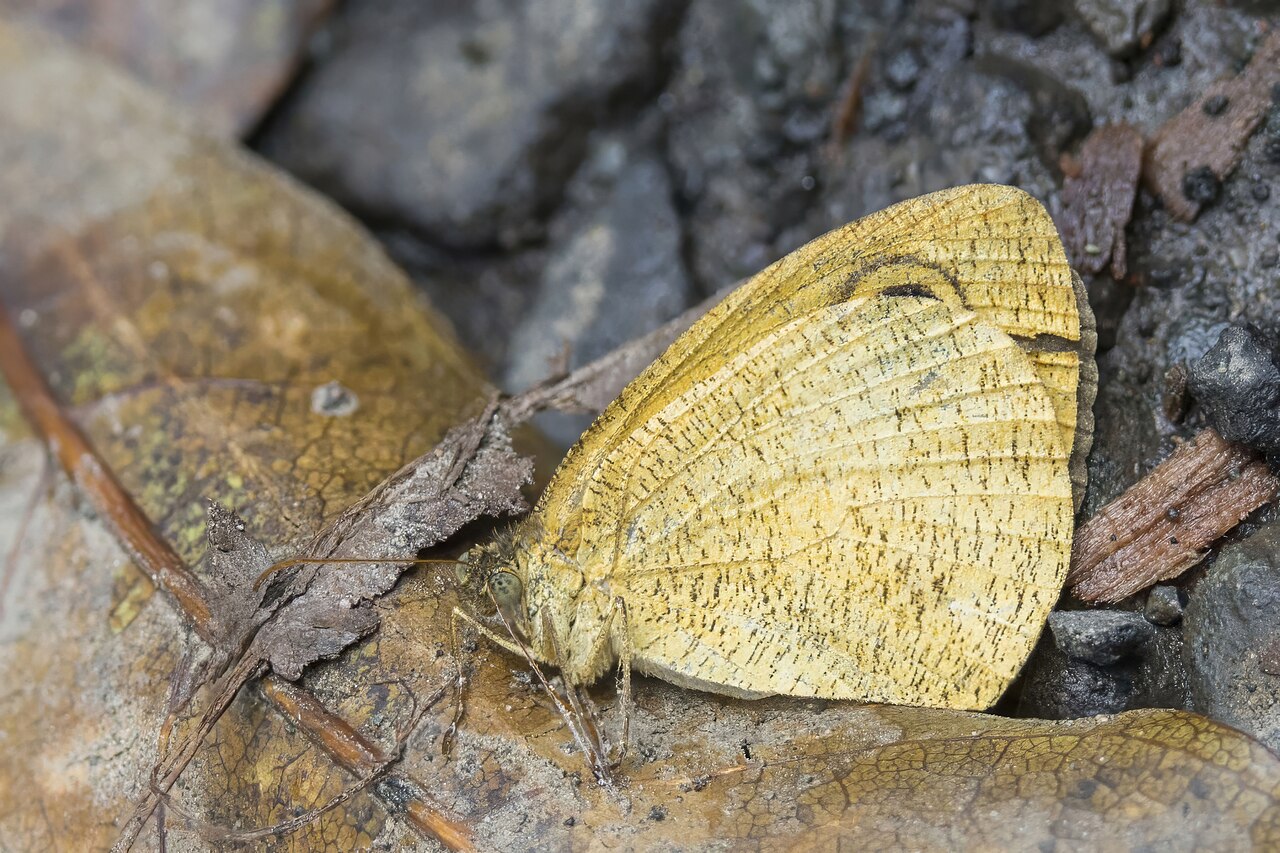 Ypthima sesara