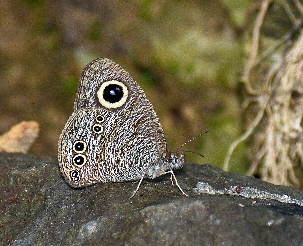 Ypthima savara