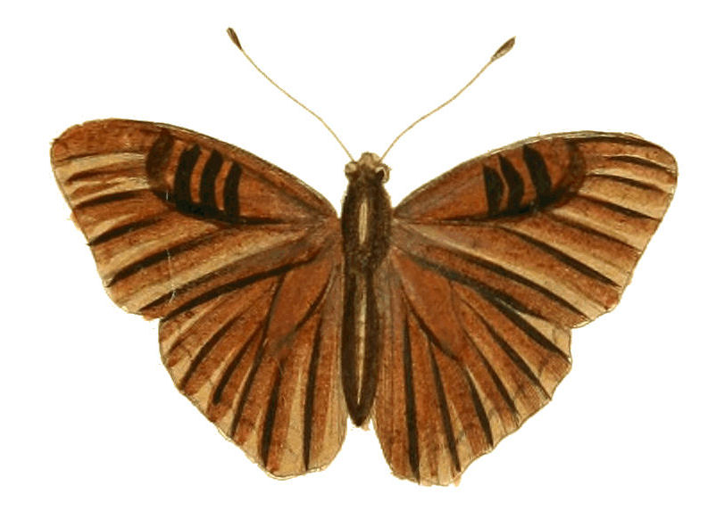 Euriphene doriclea