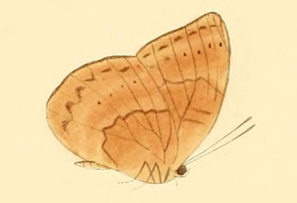 Euriphene tadema