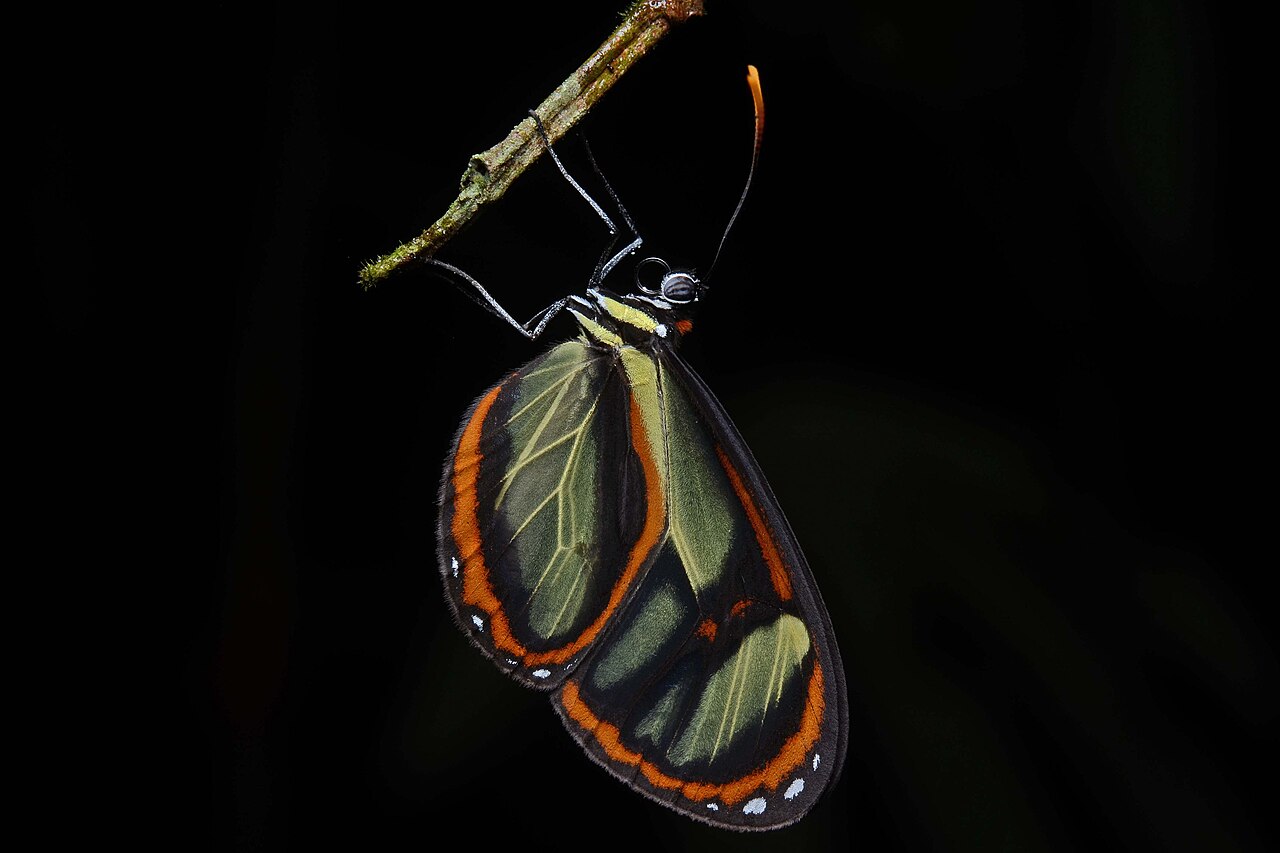 Ithomia derasa