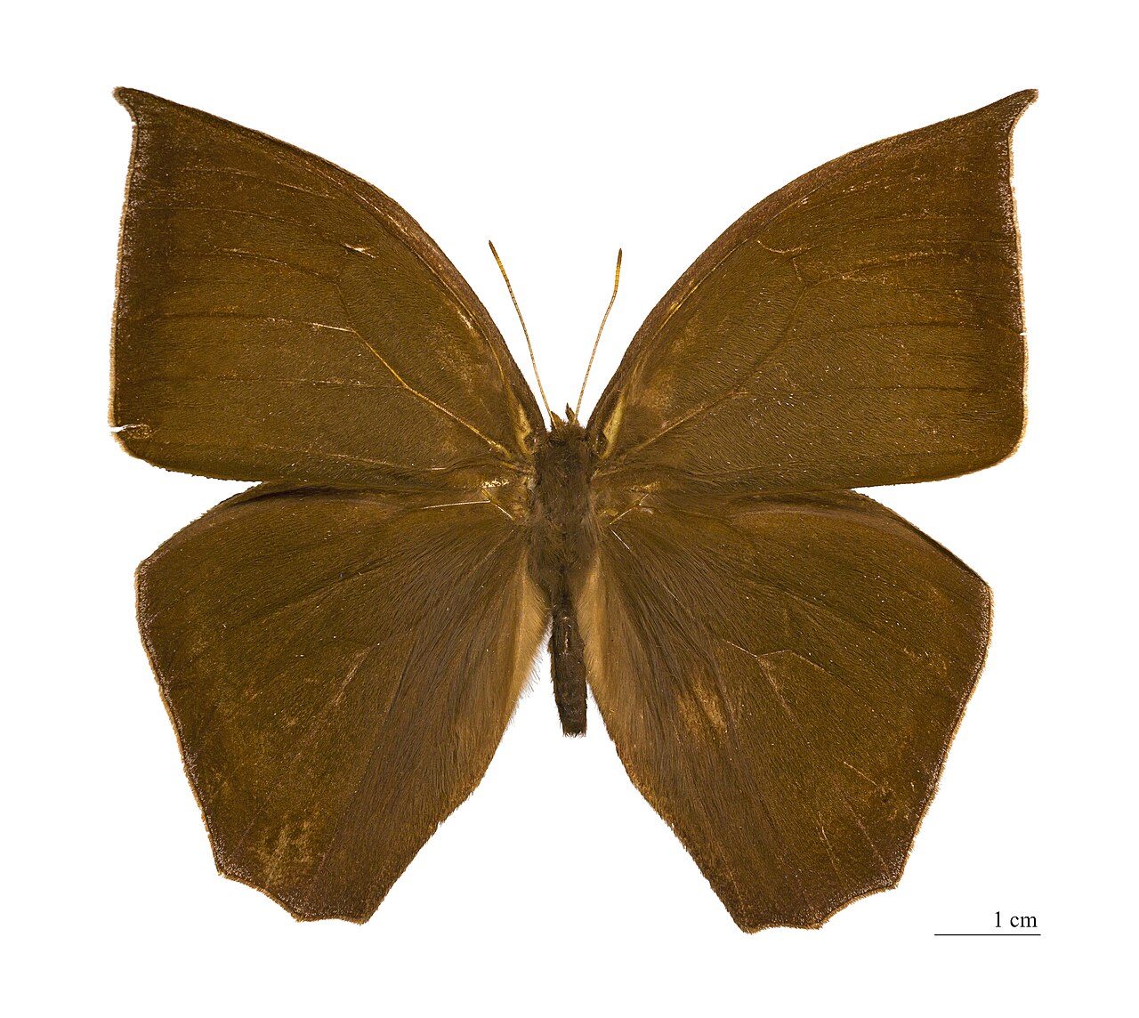 Taygetis mermeria