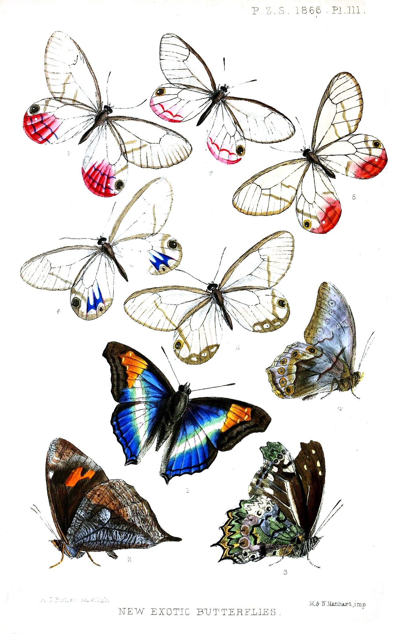 Corades cybele
