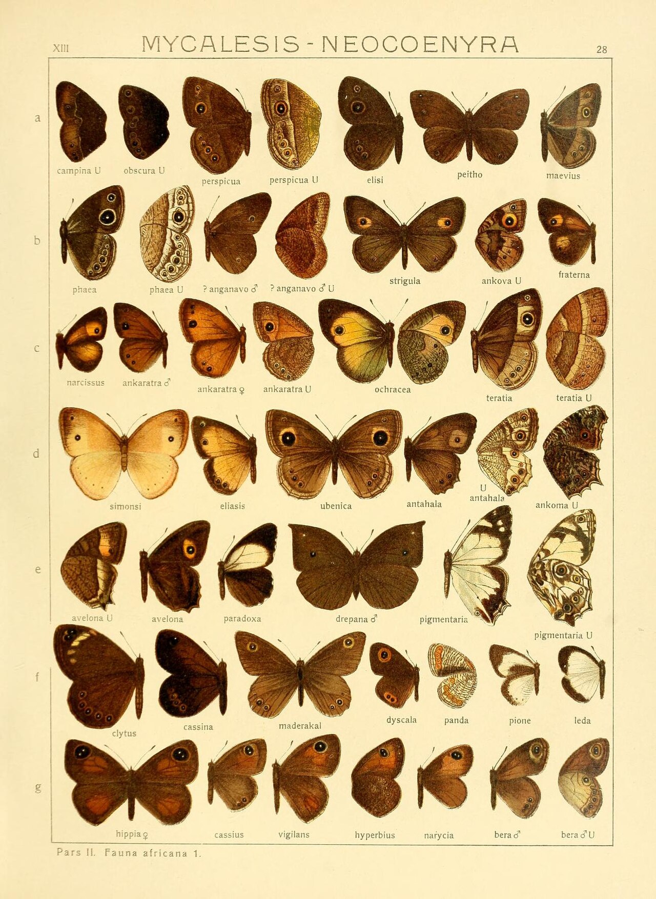 Physcaeneura leda