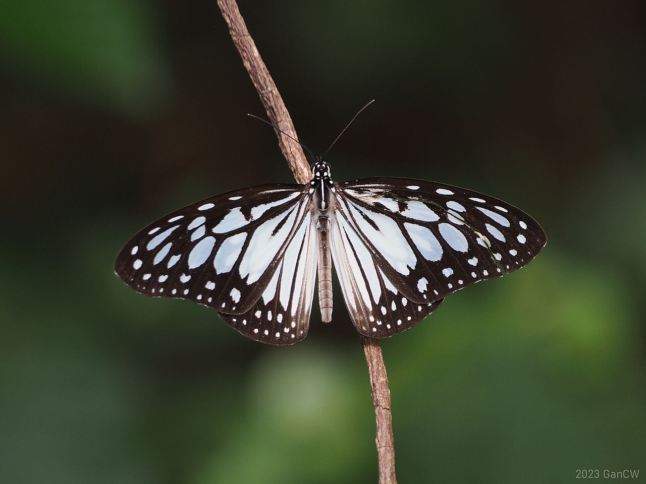 Ideopsis juventa