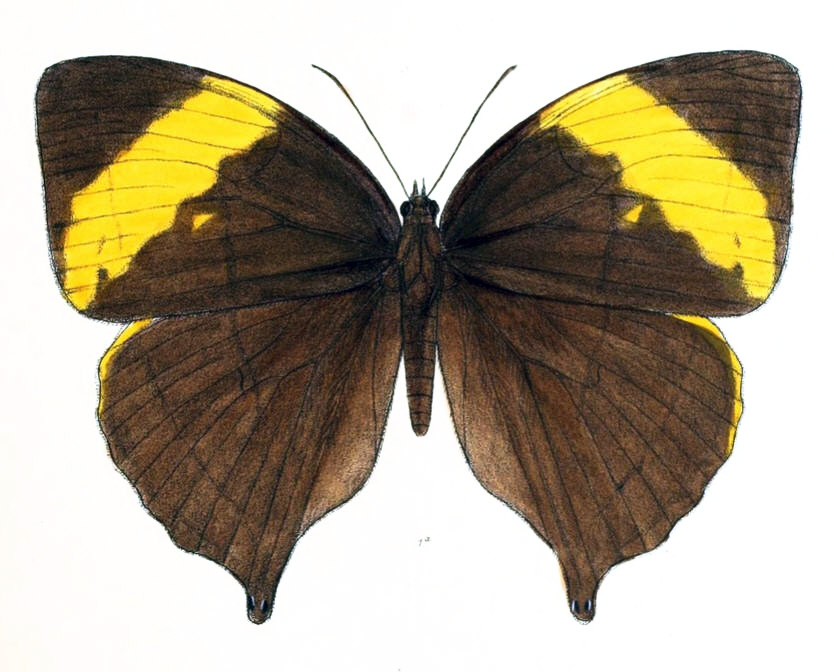 交脉环蝶属（Amathuxidia amythaon）