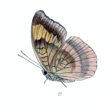 Tanaecia flora