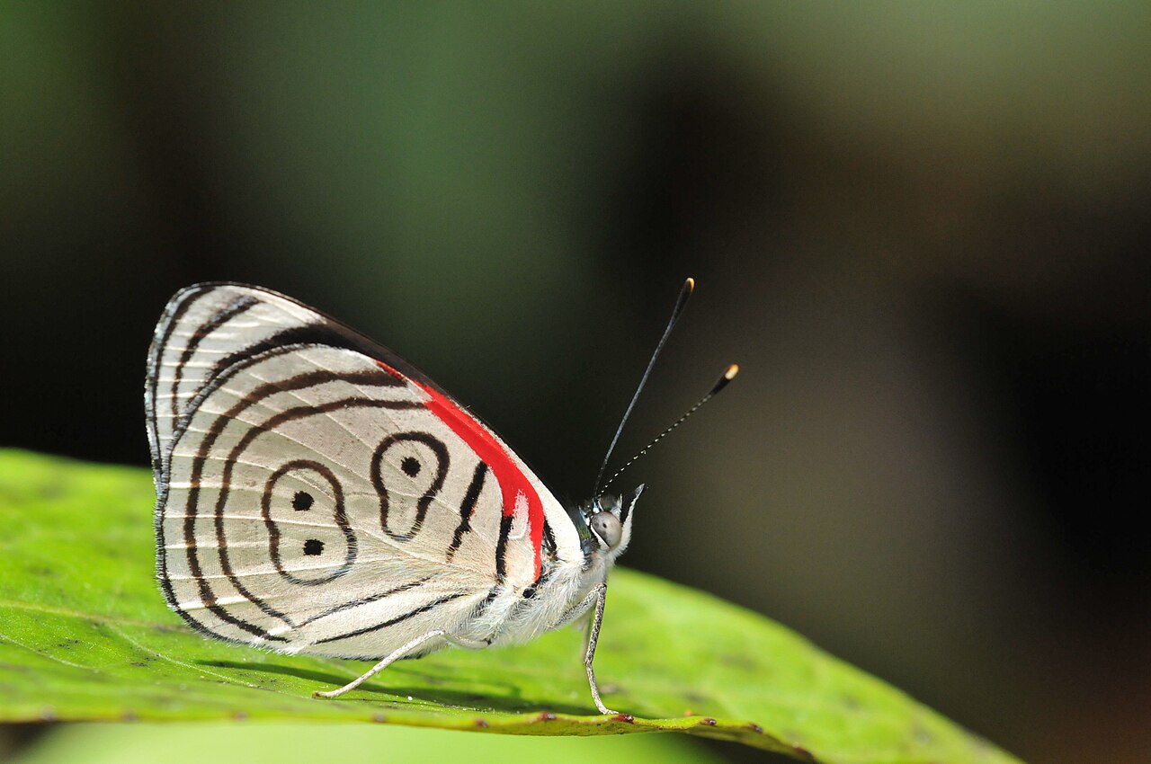 Diaethria euclides