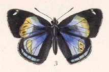Diaethria eupepla