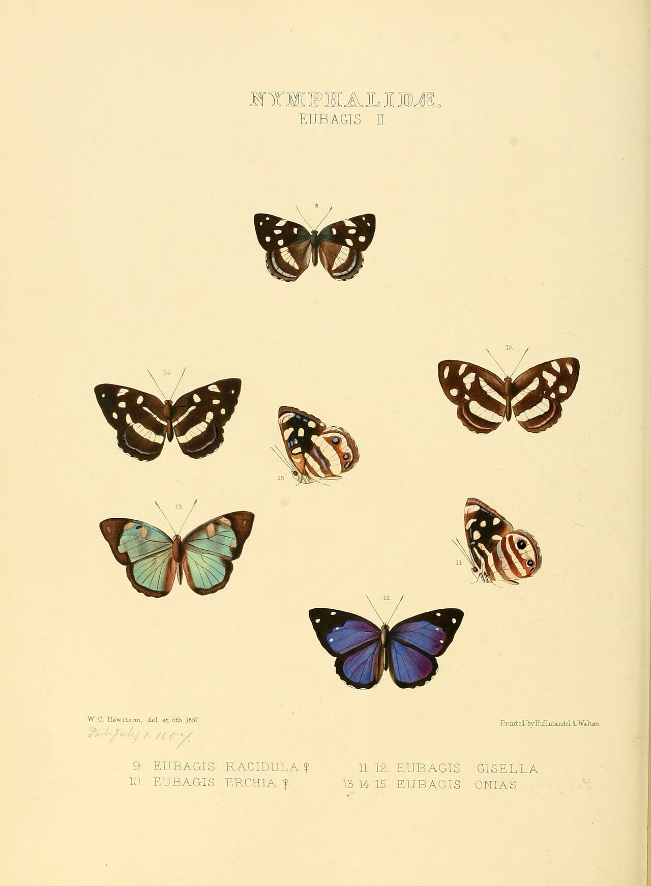 Dynamine erchia