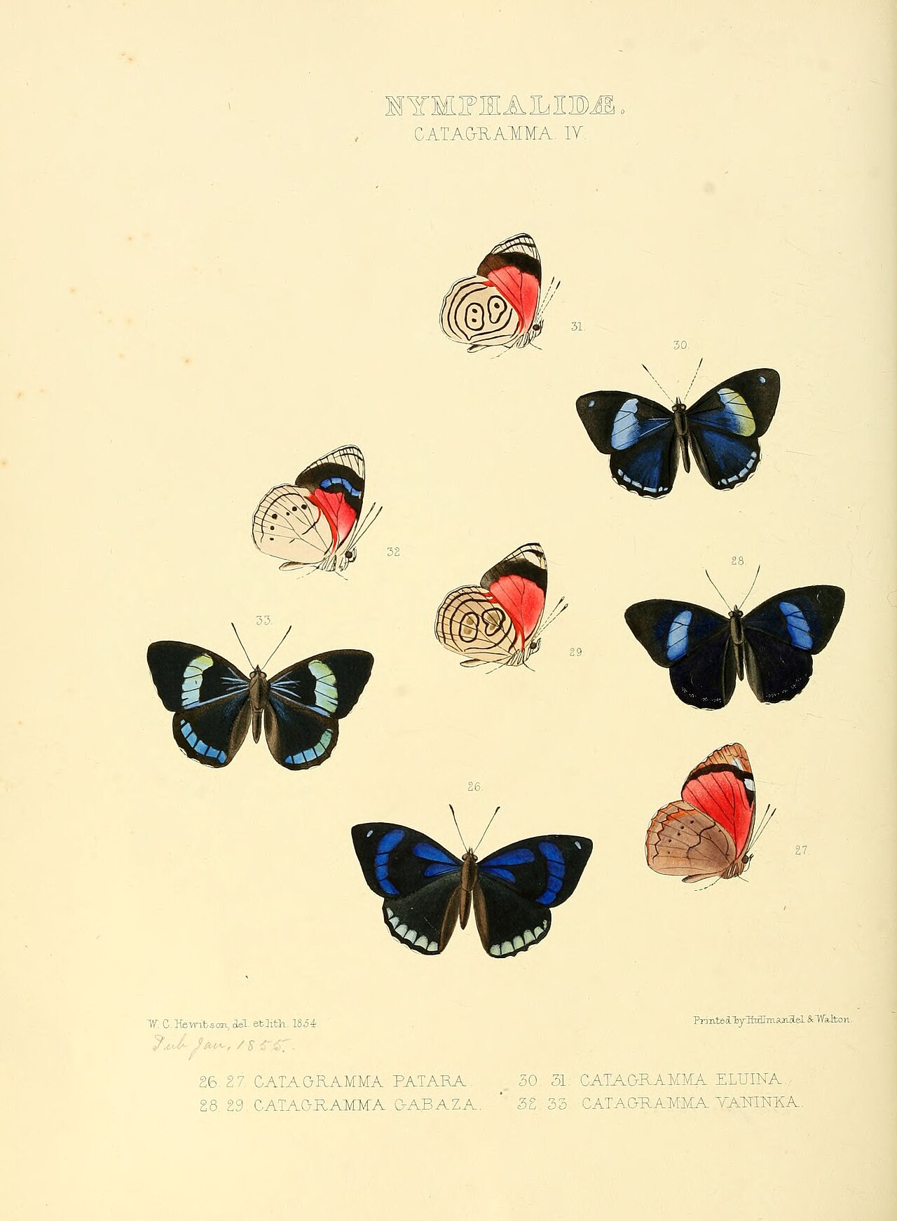 Perisama patara
