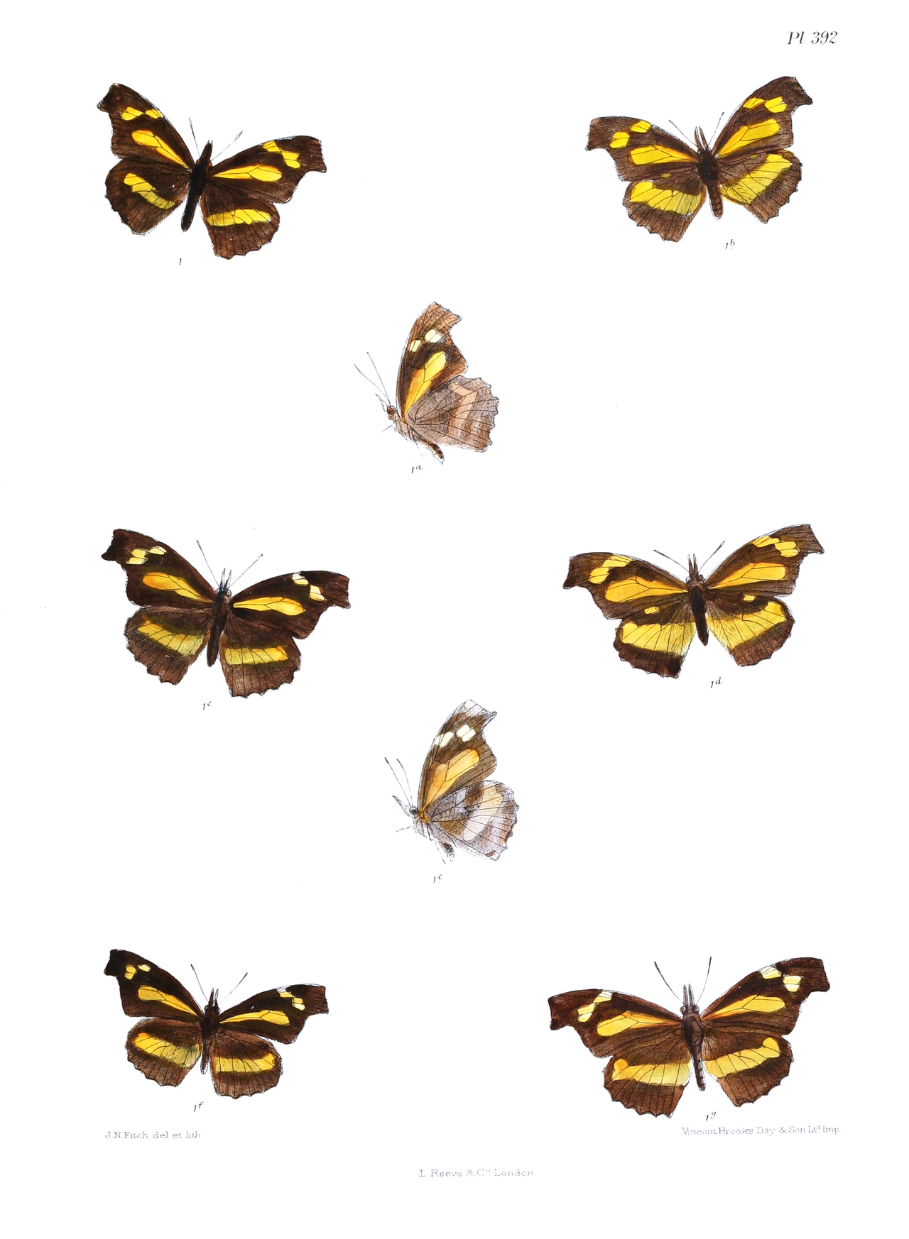 棒纹喙蝶（Libythea myrrha）