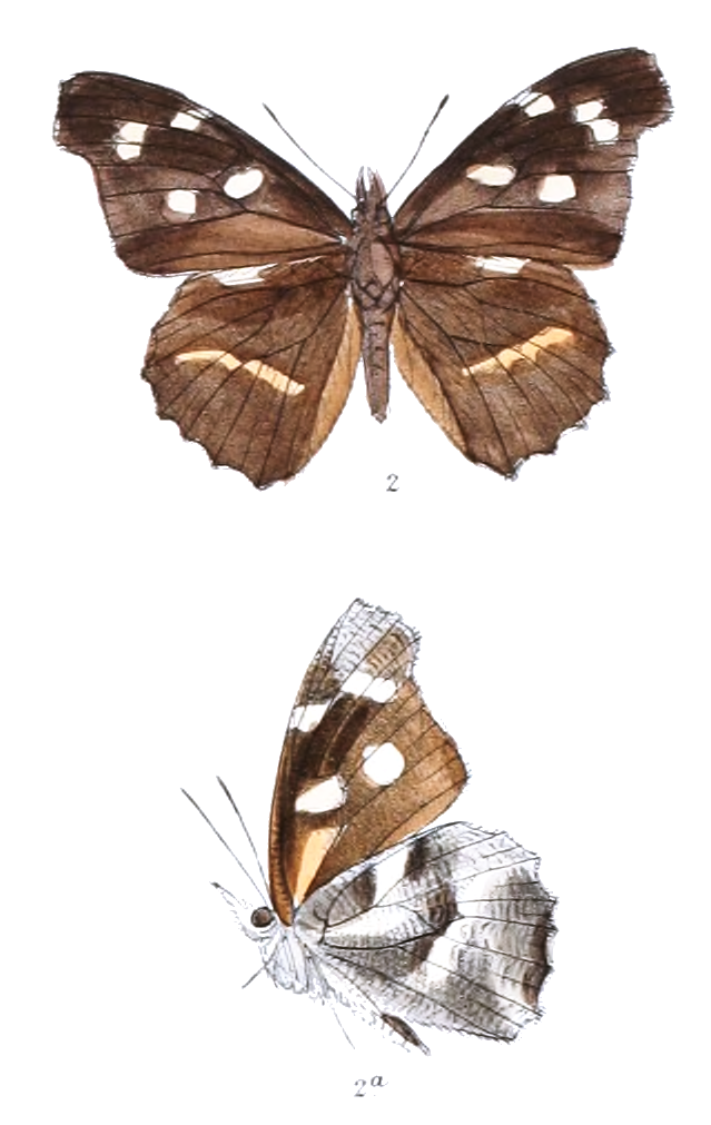 Libythea libera