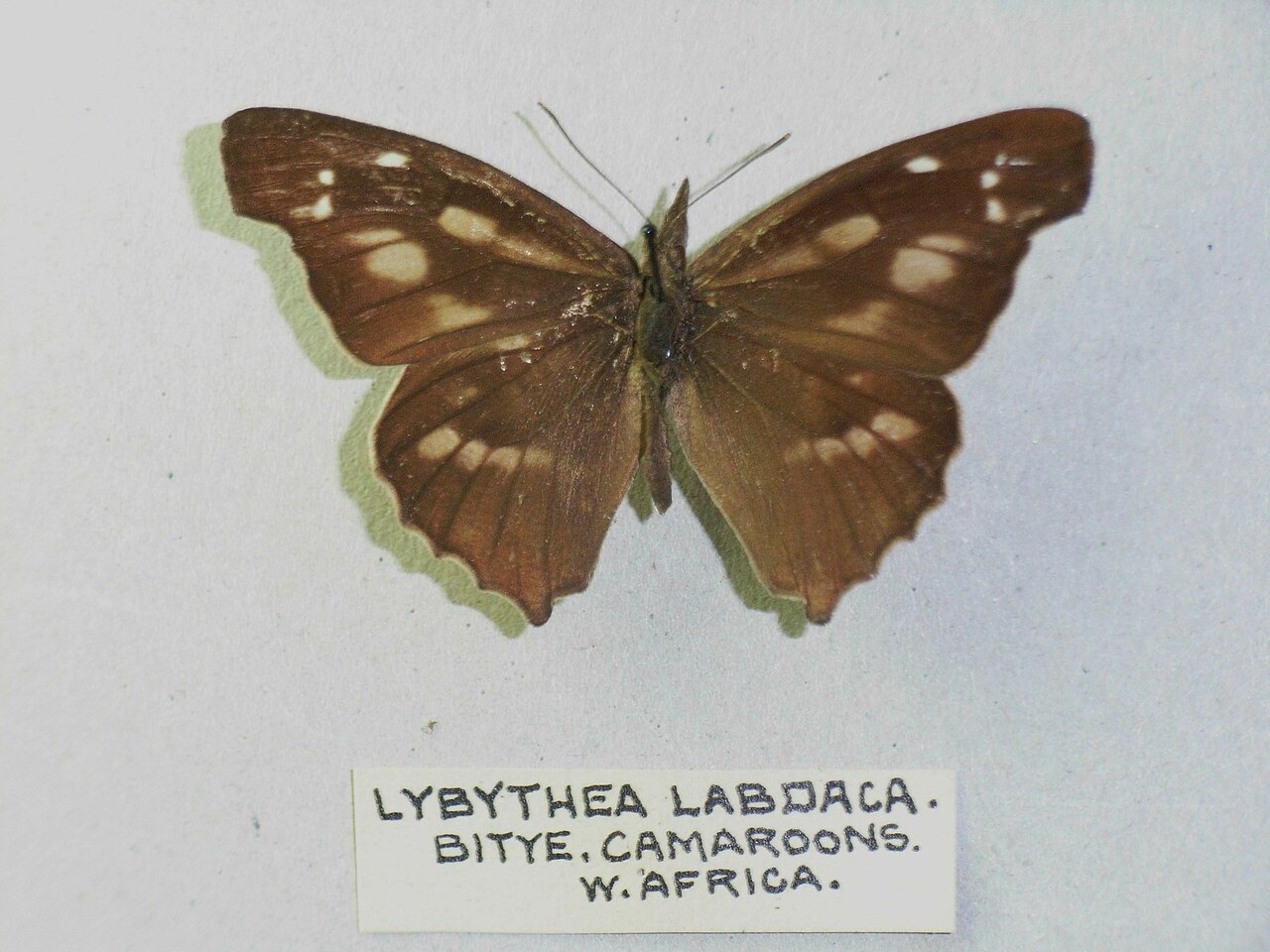 Libythea labdaca