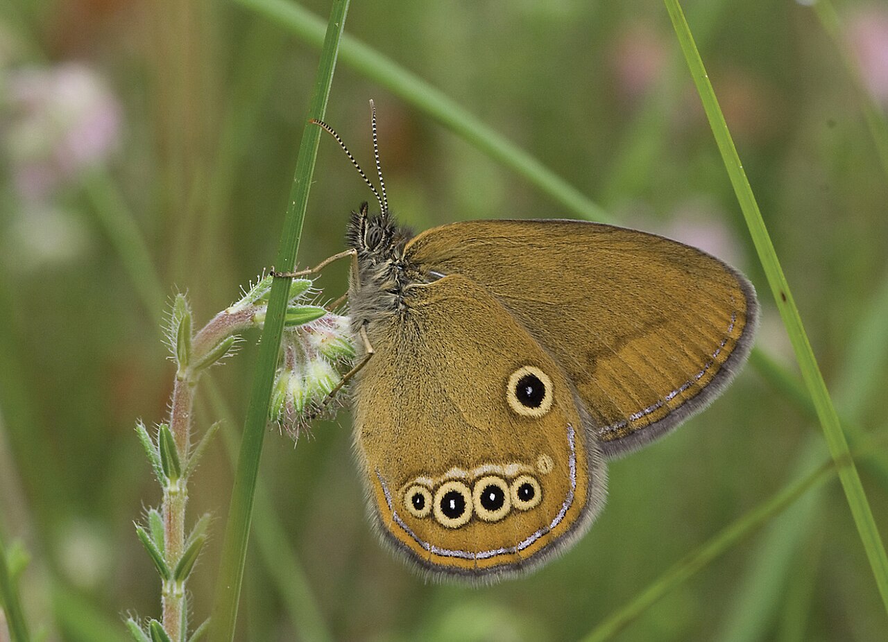 爱珍眼蝶（Coenonympha oedippus）
